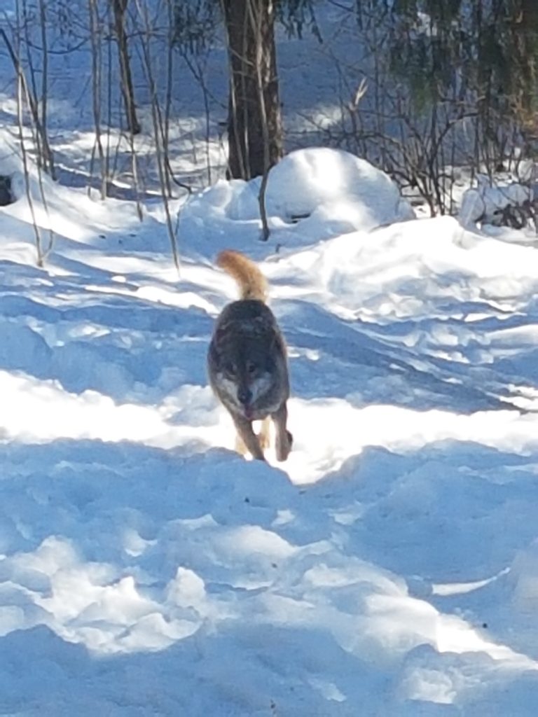 Loup en hiver